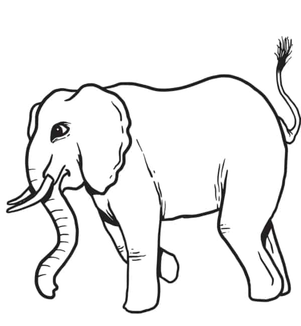15 desenho de elefante grande SupplyMe