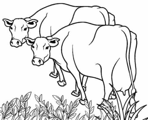 15 vacas para colorir ScribbleFun