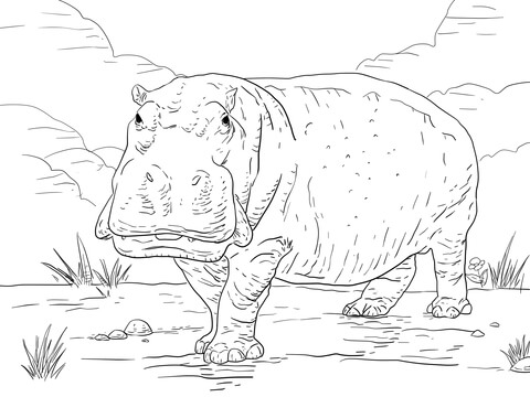 16 desenho de hipopotamo para imprimir e colorir Super Coloring