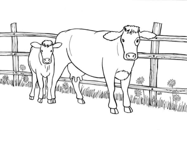 16 desenho de vaca com bezerro para colorir Printable coloring pages