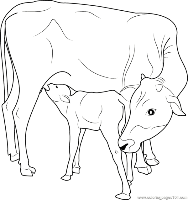 17 desenho de vaca com bezerro para colorir ColoringPages101