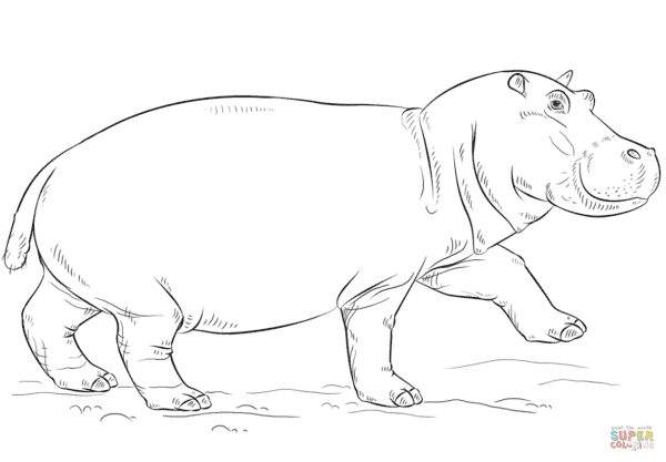 17 desenho realista de hipopotamo para pintar Super Coloring