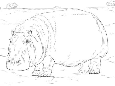 18 atividade para pintar de hipopotamo realista Super Coloring