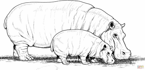 21 desenho realista de hipopotamo para pintar Super Coloring