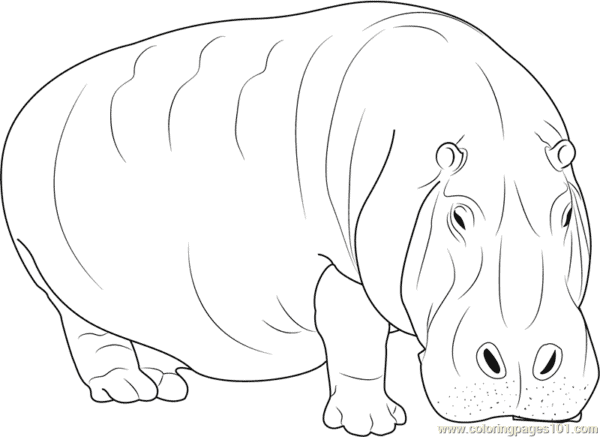 22 atividade para pintar de hipopotamo grande ColoringPages101