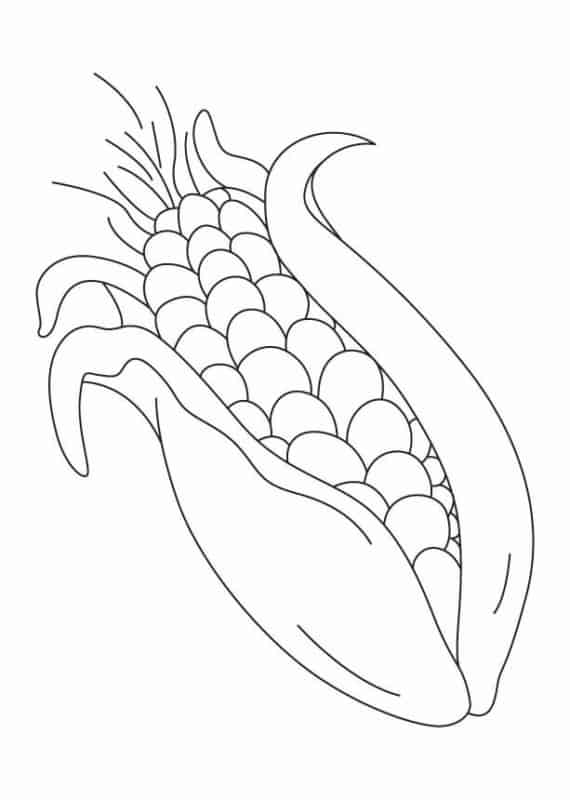 22 desenho de espiga de milho Pinterest