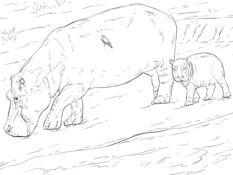 25 desenho realista de hipopotamo para colorir Super Coloring