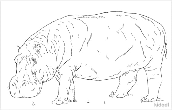 26 hipopotamo realista para colorir kidadl