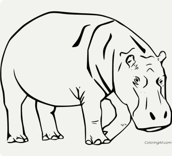 28 hipopotamo para colorir ColoringAll