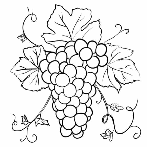 30 cacho de uva grande para colorir Pinterest