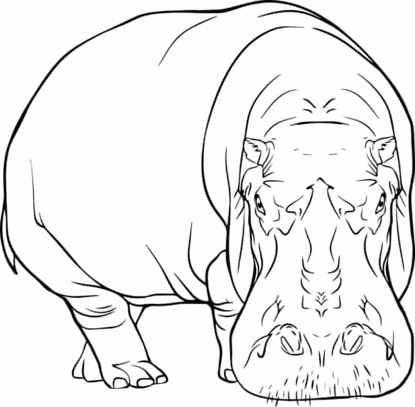 30 desenho realista de hipopotamo para pintar Vecteezy