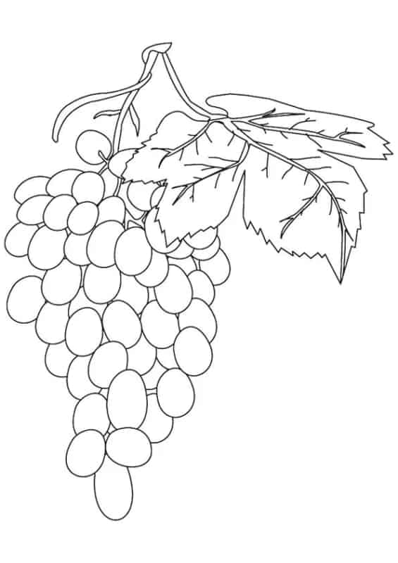 32 desenho de uvas no cacho Parentune