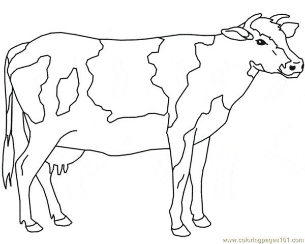 34 atividade de pintar de vaca malhada ColoringPages101