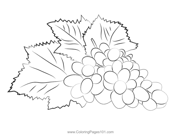34 cachos de uvas com folhas para colorir ColoringPages101
