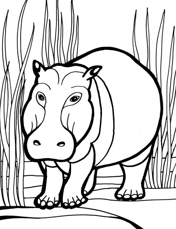 7 hipopotamo simples para pintar Coloring Home