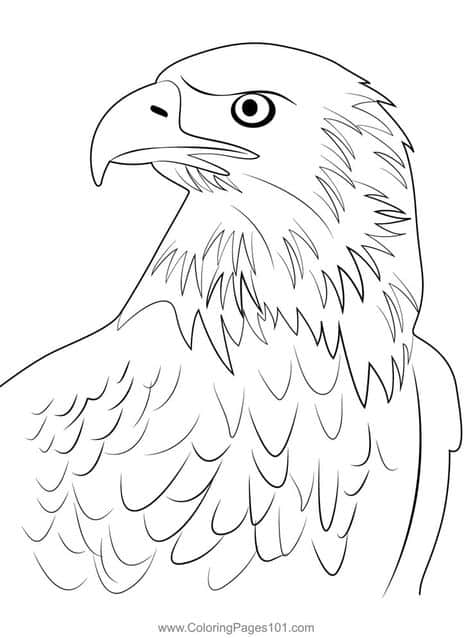aguia em destaque