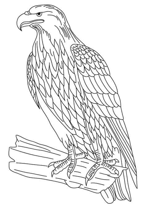 aguia para colorir 2