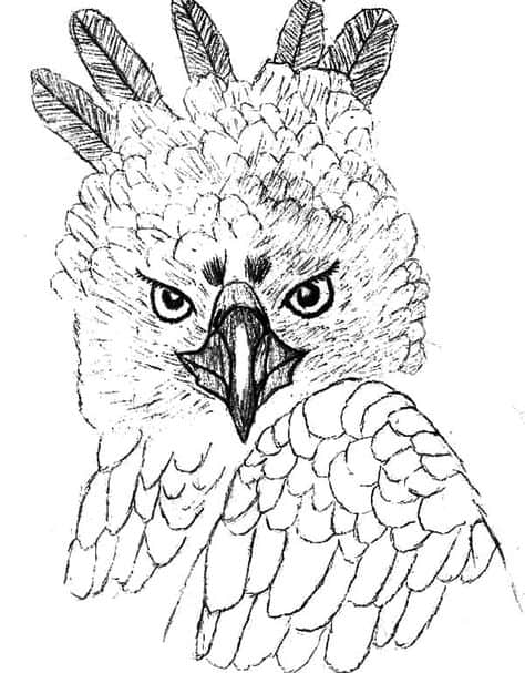 aguia para colorir com plumas