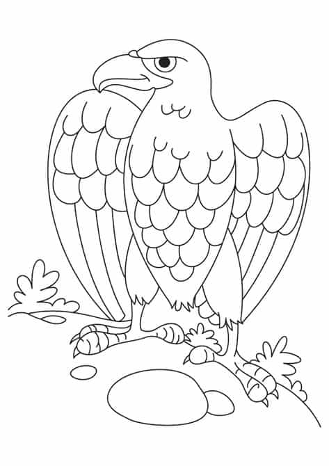 aguia para colorir como pintar