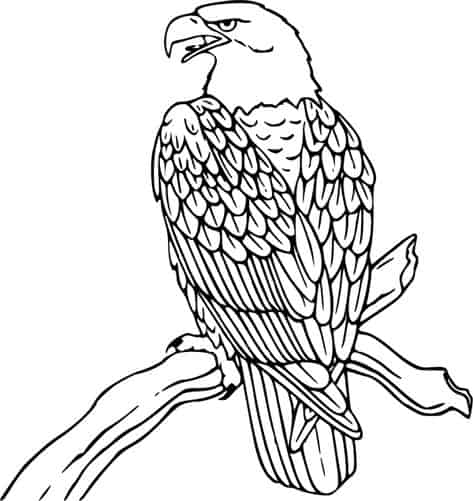aguia para colorir no galho