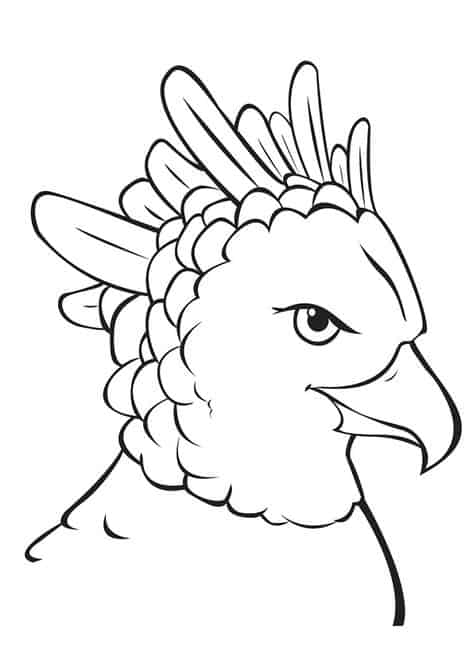 aguia para colorir plumas