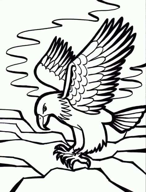 belo desenho de aguia
