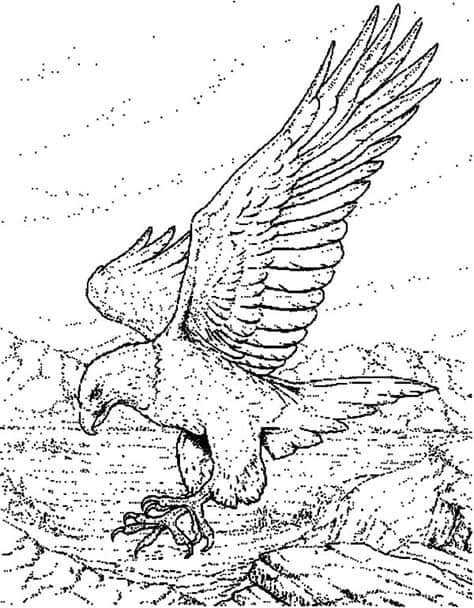 desenho de uma aguia