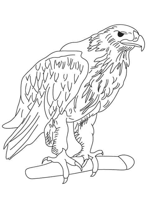 imagem de aguia