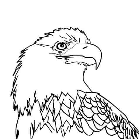 rosto da aguia