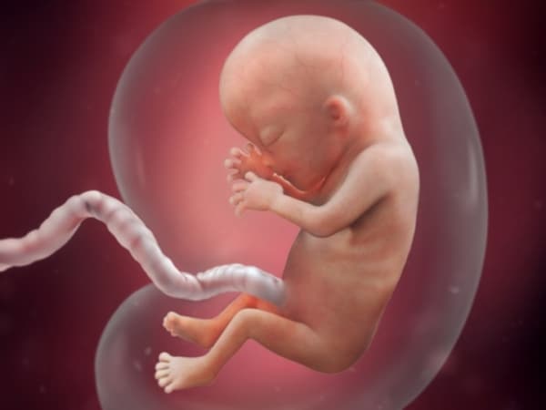 11 desenvolvimento do feto gravidez BabyCenter