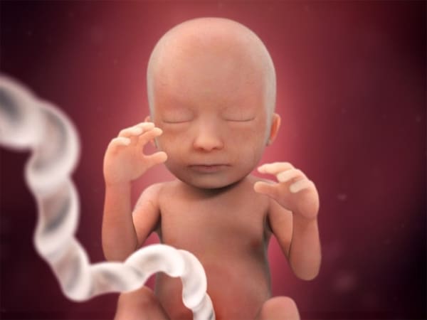 16 desenvolvimento da gestacao 18 semanas BabyCenter
