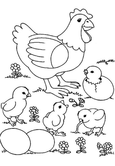 Desenho de Galinha choca com pintinhos para colorir