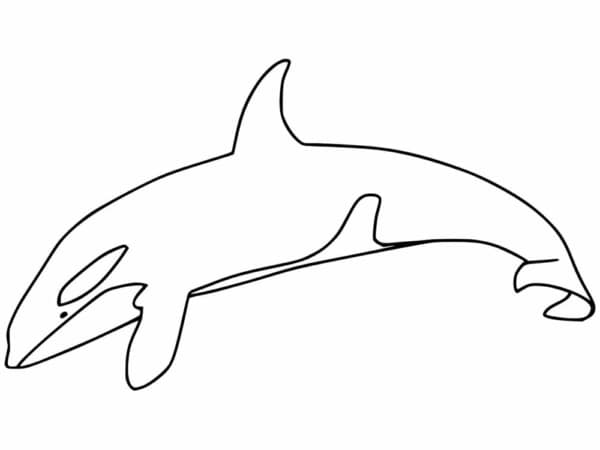 16 atividade de pintar baleia Coloring Pages